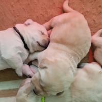 Cuccioli Labrador Retriever miele