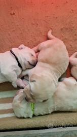 Cuccioli Labrador Retriever miele