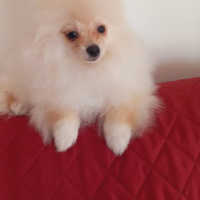 Cucciolo di spitz tedesco nano