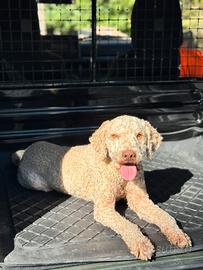 Lagotto Romagnolo per Monta