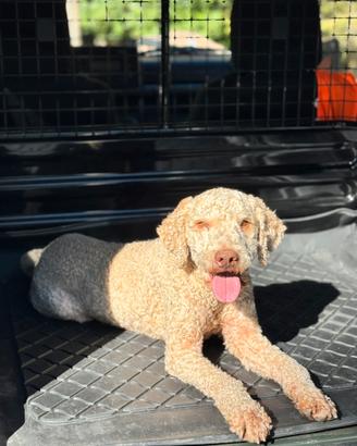 Lagotto Romagnolo per Monta
