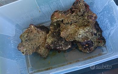 rocce vive acquario marino 