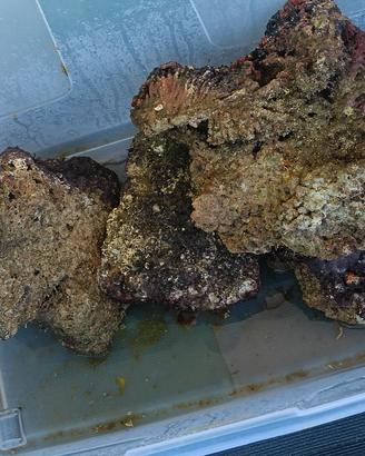 rocce vive acquario marino 