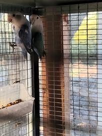 Coppia inseparabili