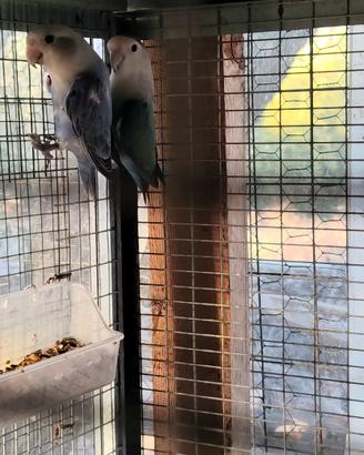 Coppia inseparabili