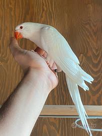 Parrocchetto albino maschio allevato a mano