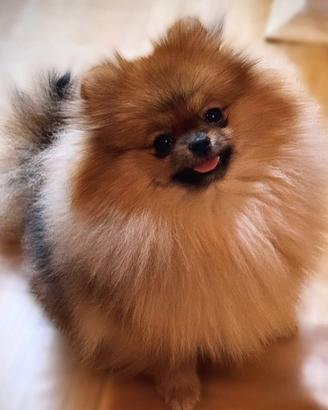 Spitz di Pomerania pedigree Enci femmina