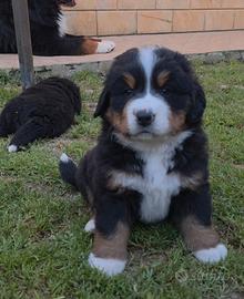 Bovaro del bernese