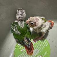 Due pulli di pyrrhura molinae