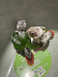 Due pulli di pyrrhura molinae