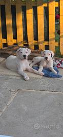 Cuccioli Dogo argentino