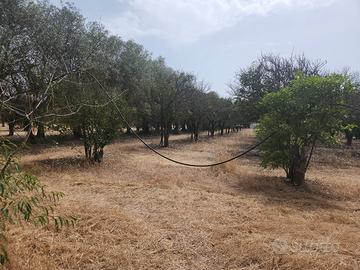 San Sperate. Terreno 4.120mq piantumato