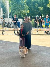 Corgi pembroke