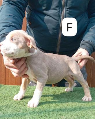 Pitbull terrier