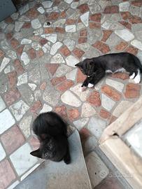 Casa PER 2 gattini
