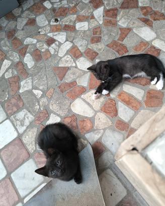 Casa PER 2 gattini