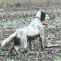 Setter inglese