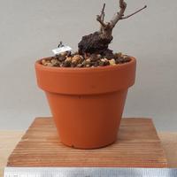 Bonsai mame Acero dell'Amur 6