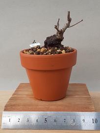 Bonsai mame Acero dell'Amur 6