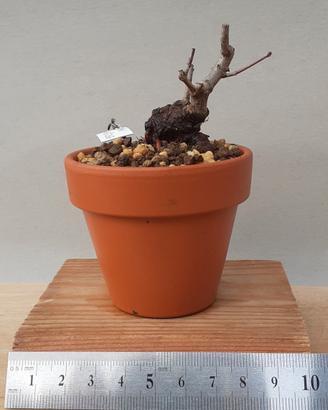 Bonsai mame Acero dell'Amur 6