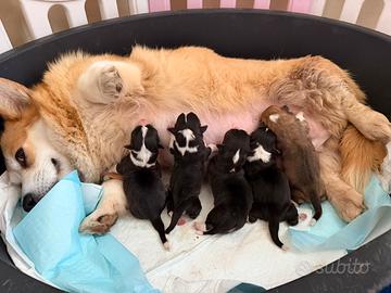 Cuccioli Welsh Corgi Pembroke