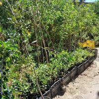 piante / piantine Eucalipto