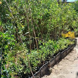 piante / piantine Eucalipto