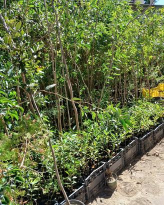 piante / piantine Eucalipto