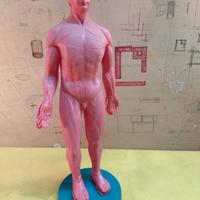 Corpo umano