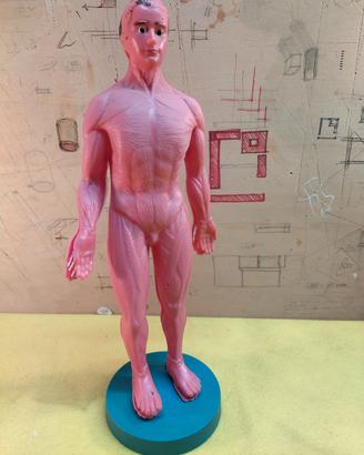 Corpo umano