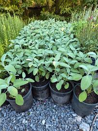 piante officinali