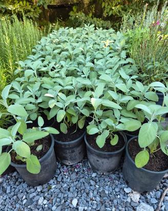 piante officinali