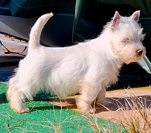 West highland white terrier pedigree