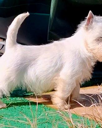West highland white terrier pedigree