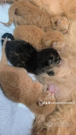 Gatti mamma persiana e papà gatto nero