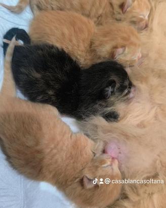 Gatti mamma persiana e papà gatto nero