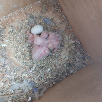 Pulli roseicollis pale fallow