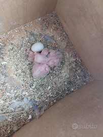 Pulli roseicollis pale fallow