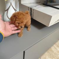 Cucciolo Barboncino Toy Toy Foto Reali Due Mesi