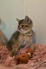 Scottish british shorthair