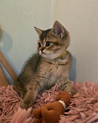 Scottish british shorthair