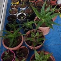 coltivo aloe vera