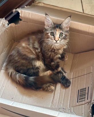 Cucciole Maine Coon XXL