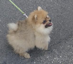 Cucciola Spitz Pomerania (no pedigree)