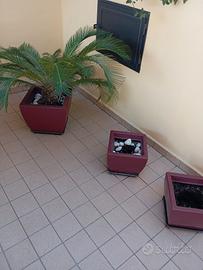 3 vasi piante di marca con cicas vaso firmato 