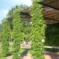 pianta partenocissus quinquefolia