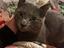 Immagine 5