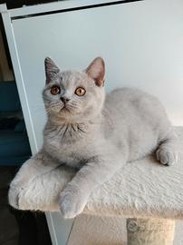 British shorthair