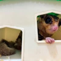 Petauro dello zucchero