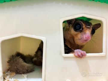 Petauro dello zucchero